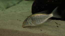 Aquarium einrichten mit Taeniolethrinops praeorbitalis WF Weibchen  08.12.2013