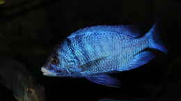 aquarium-von-klaus-lischka-becken-6712_Placidochromis phenochilus Mdoka WFNZ Männchen 06.12.2013