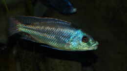 Foto mit Cheilochromis euchilus WF Männchen 06.12.2013