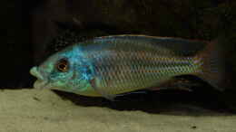 Foto mit Cheilochromis euchilus WF Männchen 08.12.2013