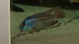 Foto mit Cheilochromis euchilus WF Männchen 08.12.2013