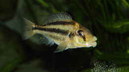 Foto mit Cheilochromis euchilus WF Weibchen 06.12.2013
