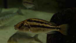 Foto mit Cheilochromis euchilus WF Weibchen 08.12.2013