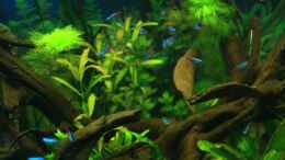 aquarium-von-gooral28-my-amazonas-dream_Neonsalmler (Paracheirodon innesi)