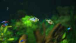 aquarium-von-gooral28-my-amazonas-dream_Schmetterlingsbuntbarsch Microgeophagus ramirezi