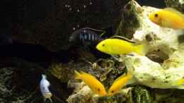 aquarium-von-christoph-gesing-becken-673_Ps. elongatus chewere, M. estherea und Yellows