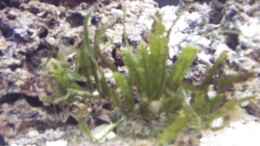 aquarium-von-reinhold-grasser-becken-6753_Caulerpa-Alge
