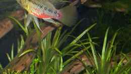 Aquarium einrichten mit apistogramma hongsloi männchen