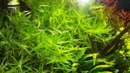Aquarium einrichten mit Heteranthera zosterifolia