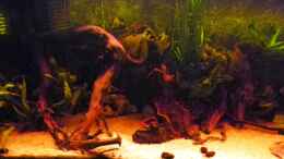 aquarium-von-killerloop2004-die-dunkle-seite_