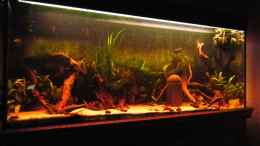 aquarium-von-killerloop2004-die-dunkle-seite_in natura siehts echt besser aus