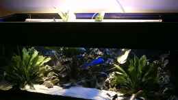 aquarium-von-michael-meyer-becken-679_Mit HQI und ganz schön gewachsenen Pflanzen
