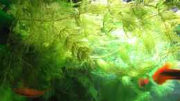 Aquarium einrichten mit Ceratophyllum demersum - Hornblatt