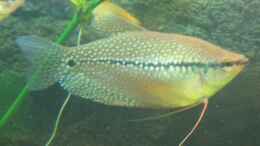 Aquarium einrichten mit Ein Mosaikfadenfischweibchen