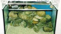 aquarium-von-timme-das-malawibecken_Herbst 2004