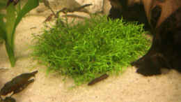 aquarium-von-buedi-ii-becken-6805_Teichlebermoos (Riccia fluitans)