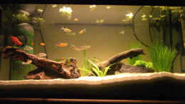 aquarium-von-buedi-ii-becken-6805_am 27.10.2007 von vorne