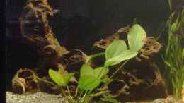 aquarium-von-andreas-gross-becken-6847_Die Wurzel und die Echinodorus Bartii als Solitärpflanze