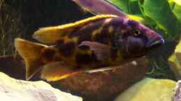 Foto mit Nimbochromis livingstoni M