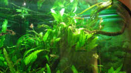 aquarium-von-thomas-ahrens-aqua-asia---nur-noch-als-beispiel--_Große Wurzel, ziemlich zugewachsen :-)