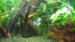 aquarium-von-thomas-ahrens-aqua-asia---nur-noch-als-beispiel--_Elvis... von seiner besten Seite... ;-)