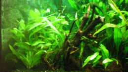 aquarium-von-thomas-ahrens-aqua-asia---nur-noch-als-beispiel--_Garnelenstämmchen