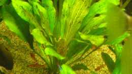 Aquarium einrichten mit Echinodorus ozelot