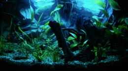aquarium-von-torsten-maertke-becken-6864_so hell ist mein Nachtlicht nicht! ...Langzeitbelichtung