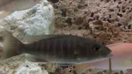 Aquarium einrichten mit Sciaenochromis fryeri  female