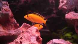Aquarium einrichten mit Labidochromis caeruleus II