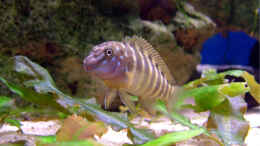 aquarium-von-andre-nitzschke-becken-689_Eretmodus cyanostictus tansania WFNZ