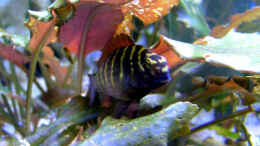 aquarium-von-andre-nitzschke-becken-689_Tropheus kachese red jungtier