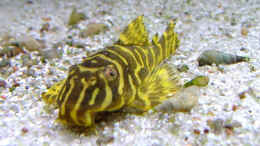 aquarium-von-andre-nitzschke-becken-689_L-Wels  Imperial Tiger Pleco