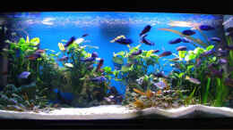 aquarium-von-andre-nitzschke-becken-689_Aqua 450l mit Mittagssonnenbeleuchtung ( 2 x T5 54 Watt und 