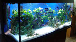 aquarium-von-andre-nitzschke-becken-689_450 Liter Becken 150 x 50 x 60