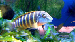 aquarium-von-andre-nitzschke-becken-689_Eretmodus cyanostictus tansania WF 