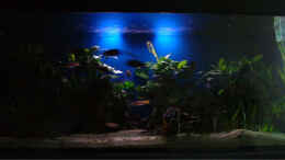 aquarium-von-andre-nitzschke-becken-689_Aqua 450l mit Sonnenauf- bzw untergangsbeleuchtung ( nur 1 x