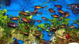 aquarium-von-andre-nitzschke-becken-689_Gruppenbild ( hauptsächlichTropheus kachese red )