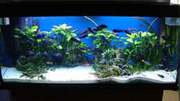 aquarium-von-andre-nitzschke-becken-689_450 Liter Becken 150 x 50 x 60