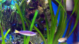 aquarium-von-andre-nitzschke-becken-689_Valisneria Gigantea