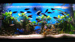 aquarium-von-andre-nitzschke-becken-689_Aqua 450l mit normaler Tagbeleuchtung ( 2 x T8 36 Watt )