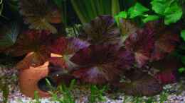 aquarium-von-oliver-czaika-becken-6892_N55 Nymphea lotus rot