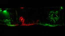 aquarium-von-oliver-czaika-becken-6892_Licht aus Spot an