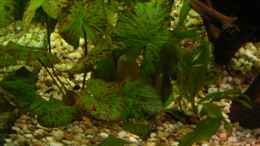 aquarium-von-oliver-czaika-becken-6892_N55 Nymphea lotus grün