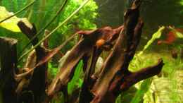 aquarium-von-oliver-czaika-becken-6892_Schwimmblätter der N55 grün und Moorkienwurzel