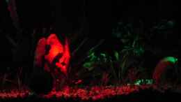 aquarium-von-oliver-czaika-becken-6892_Schöne Lichteffekte wenn rot und grün sich treffen