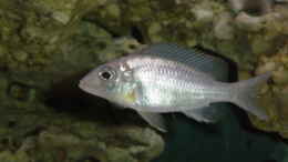 aquarium-von-limited-becken-692_Lethrinops longipinnis deep F1 Weibchen