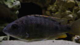 aquarium-von-limited-becken-692_Copadichromis borleyi Nkanda Weibchen