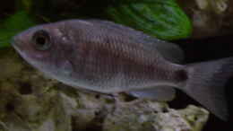 aquarium-von-limited-becken-692_Copadichromis cyaneus F1 Weibchen
