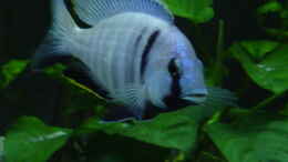 aquarium-von-limited-becken-692_Placidochromis electra Likoma